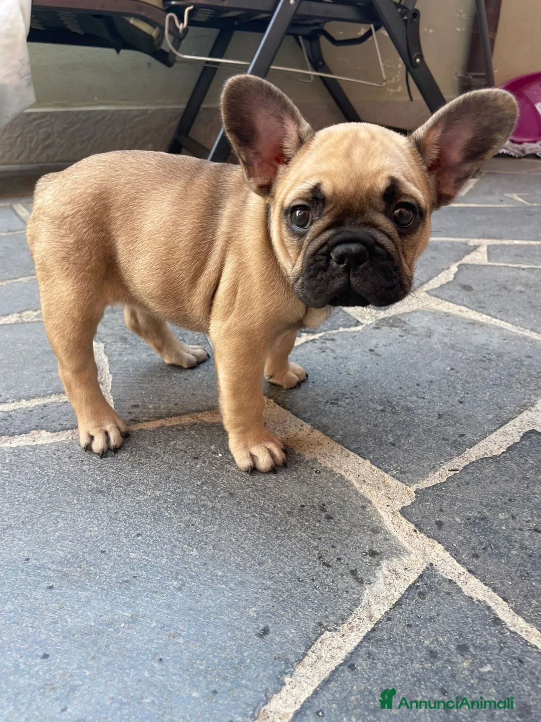 Bulldog Francese cani in vendita: Bulldog francese a Città metropolitana di Catania - Annuncio 1
