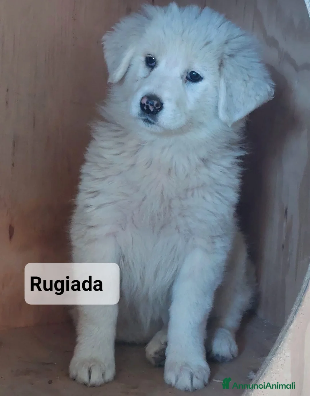 Meticcio cani in regalo: Tanti cuccioli cercano un porto sicuro - Annuncio 14