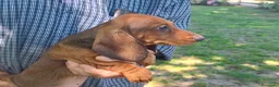 Bassotto cani in vendita: BASSOTTO TEDESCO PELO CORTO FULVO - Annuncio 3