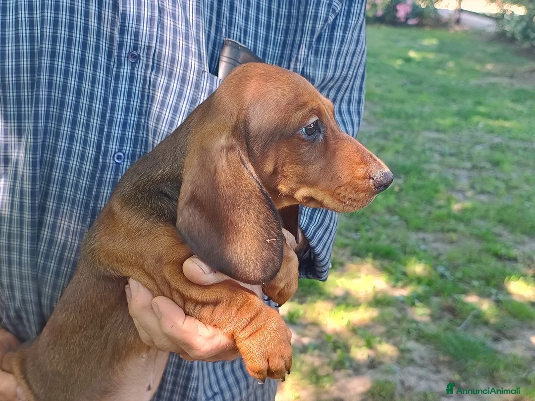 Bassotto cani in vendita: BASSOTTO TEDESCO PELO CORTO FULVO - Annuncio 3