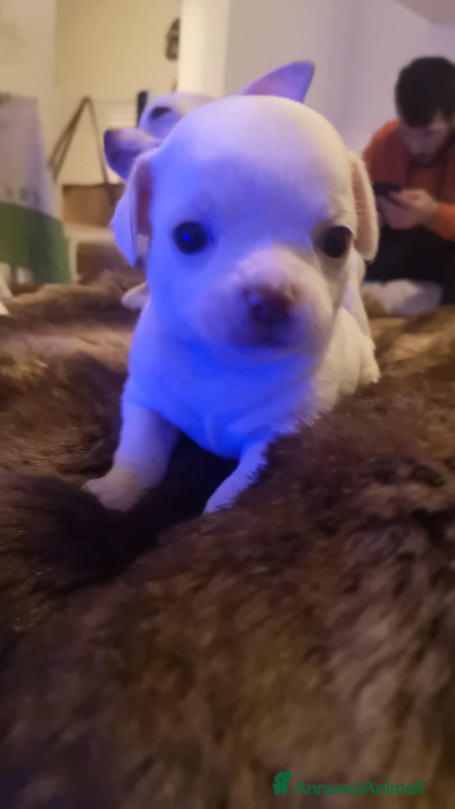 Chihuahua cani In vendita chihuahua mini toys crescita massima  - Annuncio 7