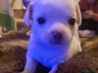 Chihuahua cani In vendita chihuahua mini toys crescita massima - Annuncio 17