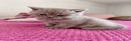 British gatti in vendita: British Shorthair color Lilac - Annuncio 3