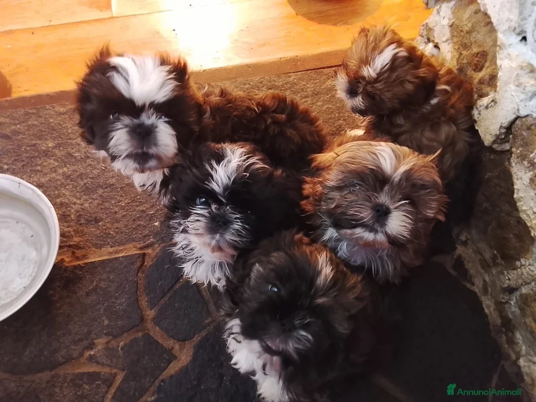 Shih Tzu cani in vendita: Splendidi cuccioli di Shitzu  - Annuncio 13