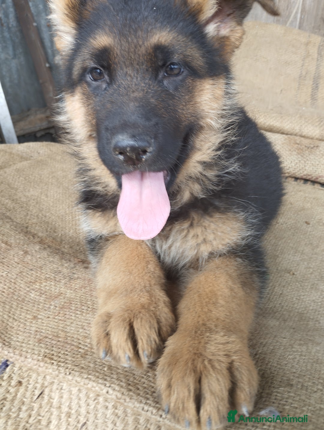 Pastore Tedesco cani in vendita: Cuccioli cercano casa - Annuncio 6