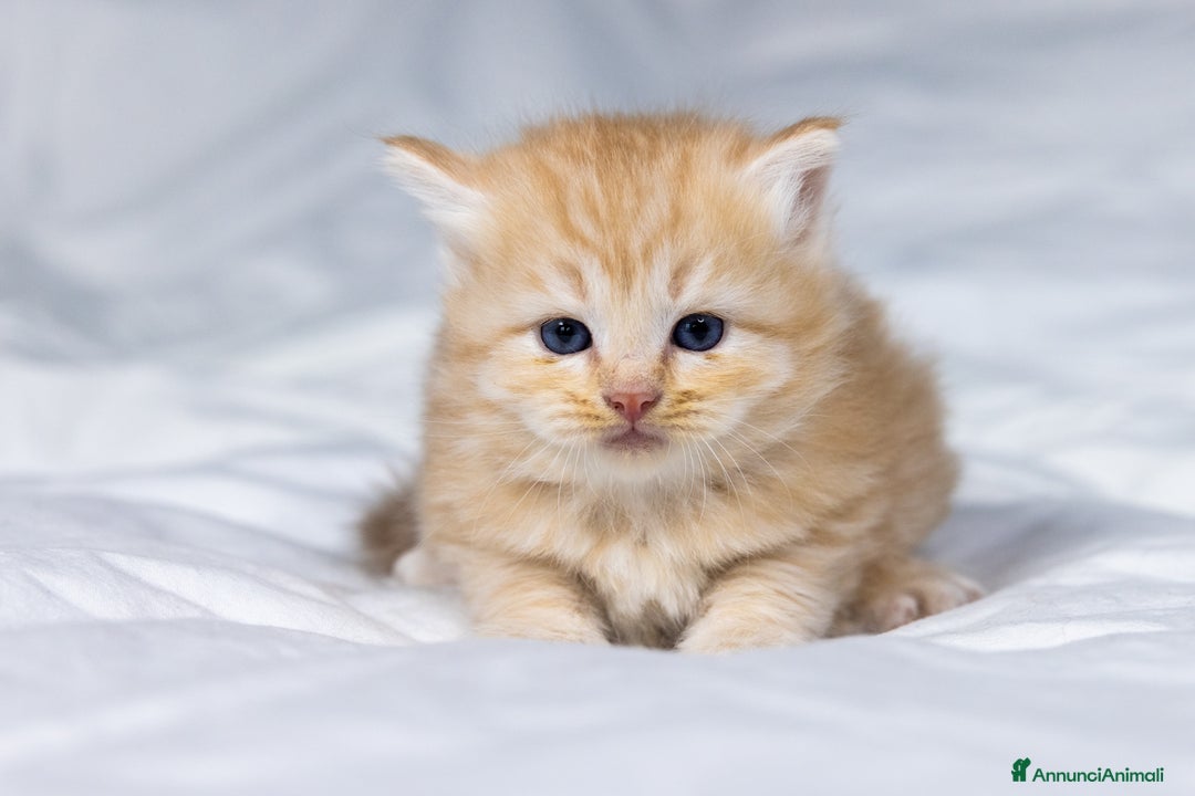 Siberiano gatti in vendita: Splendidi cuccioli gatto siberiano disponibili a Città Metropolitana di Torino - Immagine 9
