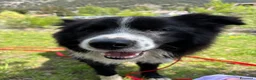 Border Collie cani per accoppiamento: Border collie maschio per accoppiamento  - Annuncio 14