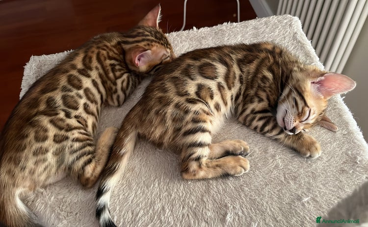 Bengala gatti a Città Metropolitana di Bari - Annuncio 6