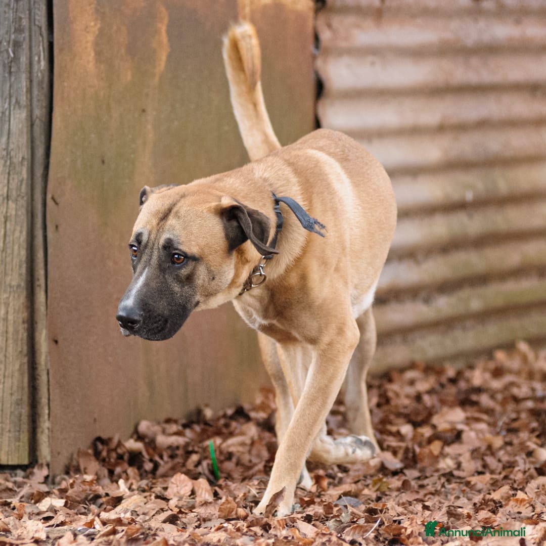 Altre razze cani in regalo: argo  - Annuncio 5