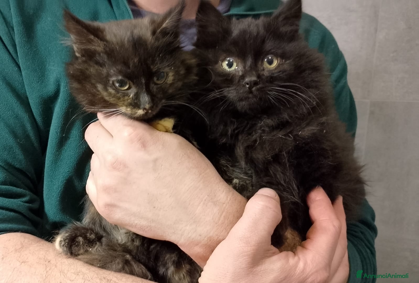 Europeo gatti Maschietto e femminuccia di due mesi - Annuncio 1