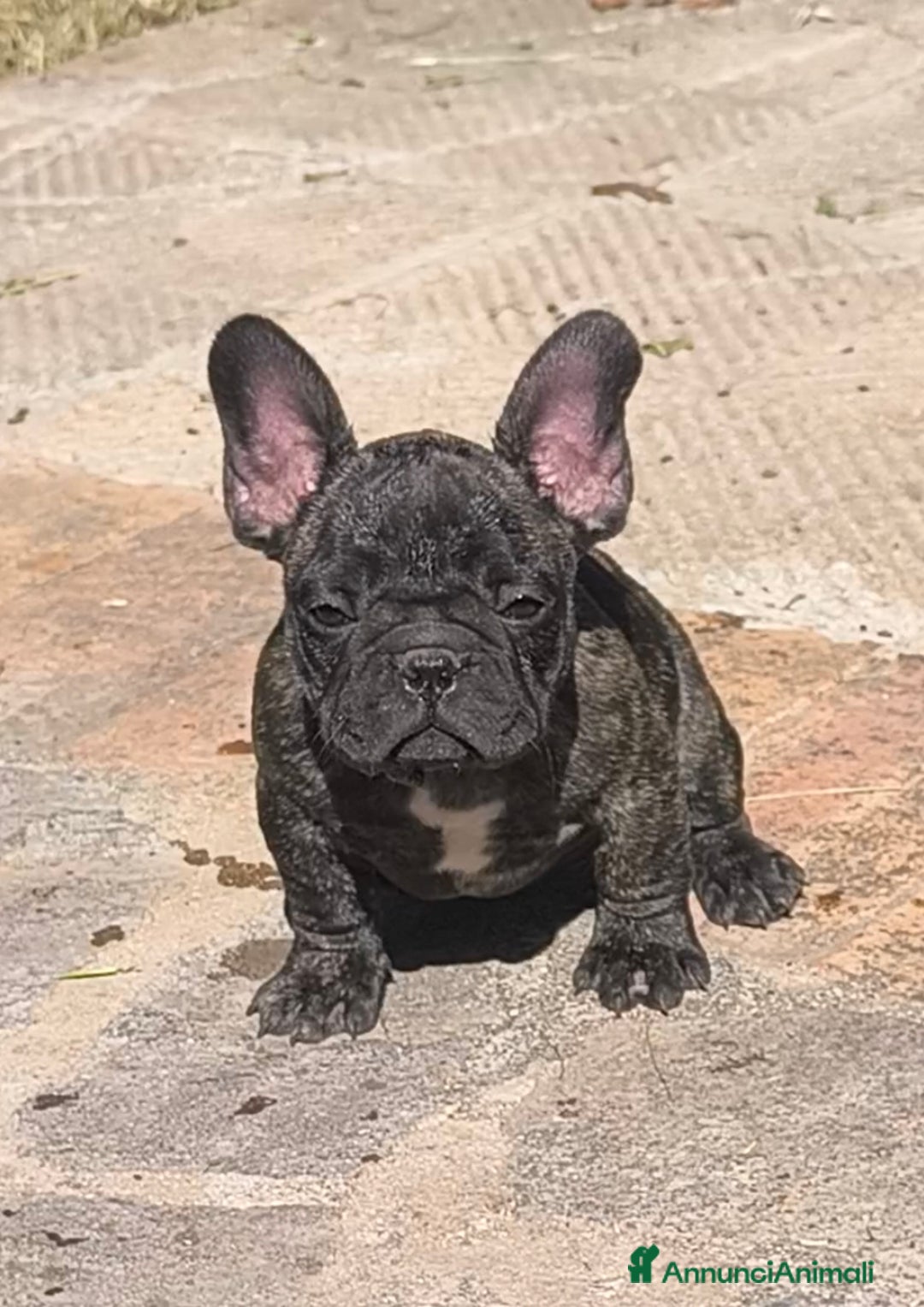 Bulldog Francese cani in vendita: Bulldog francese cuccioli enci a Provincia di Salerno - Annuncio 12