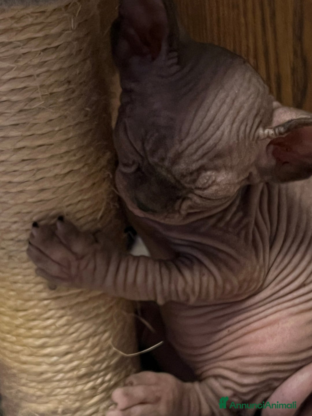 Sphynx gatti in vendita: Sphynx  a Città metropolitana di Roma Capitale - Annuncio 3