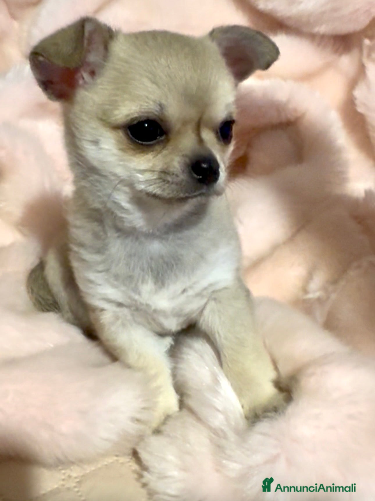 Chihuahua cani Cucciola di chihuahua pelo corto pedigree ENCI  - Annuncio 1