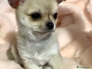 Chihuahua cani Cucciola di chihuahua pelo corto pedigree ENCI - Annuncio 1