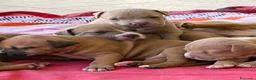 Pitbull cani in vendita: Vendesi cuccioli American Pitbull Terrier  a Città metropolitana di Palermo - Annuncio 9