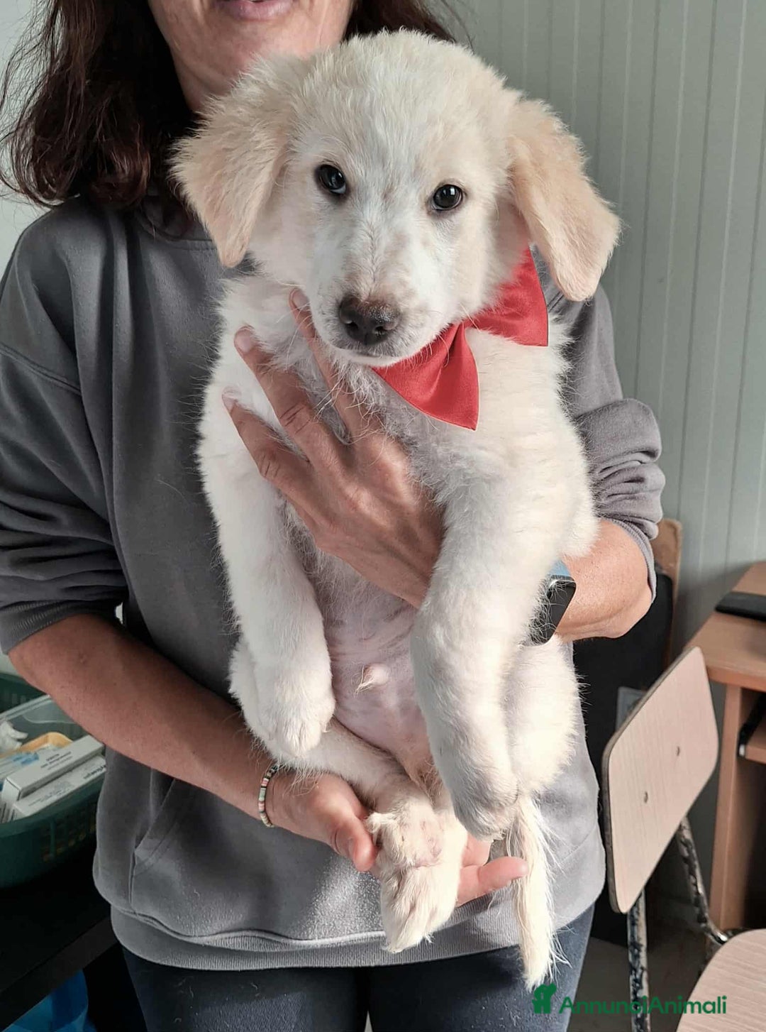 Meticcio cani in regalo: Bellissimo cucciolo in adozione  - Annuncio 2