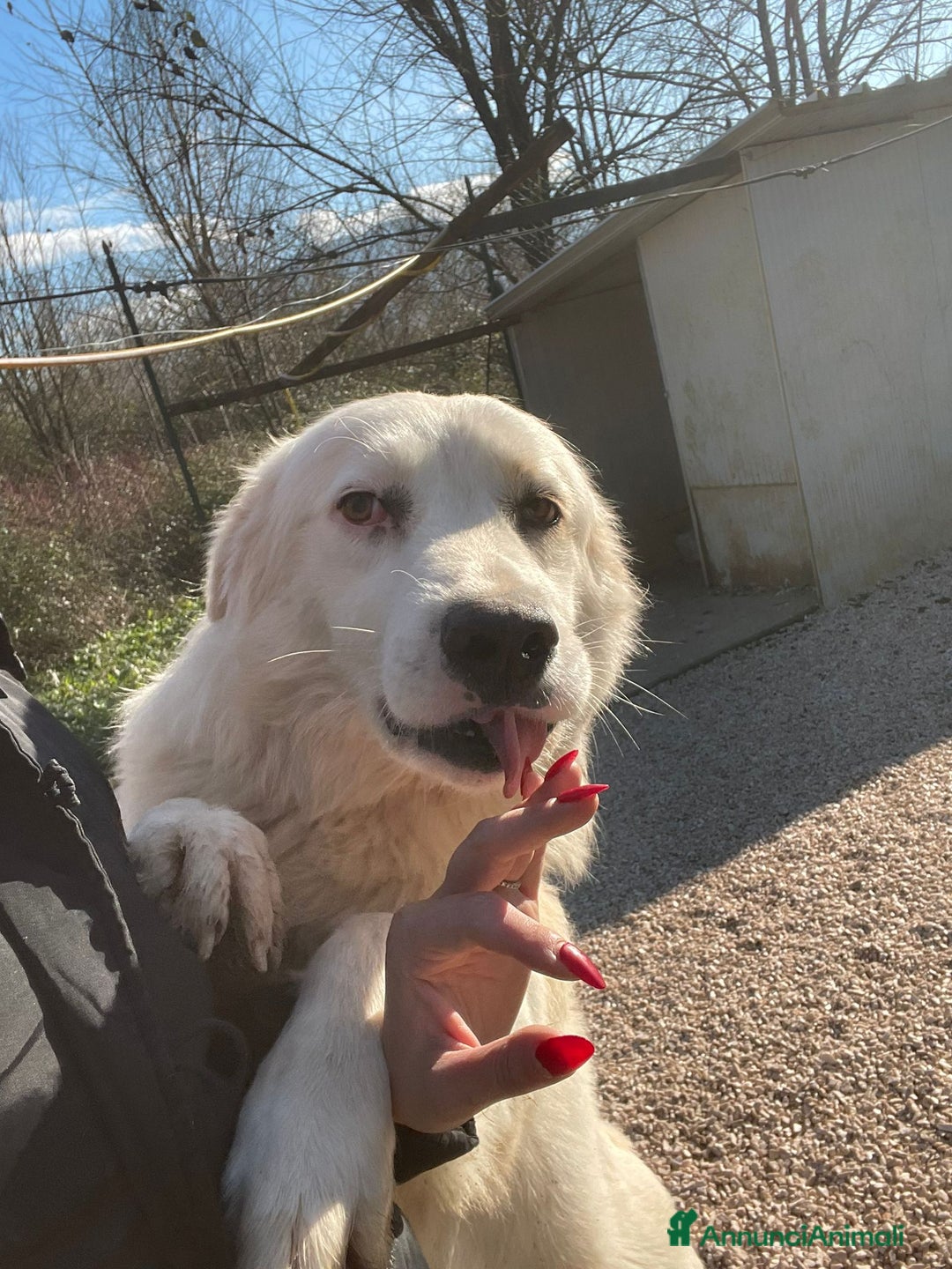 Meticcio cani in regalo: SPLENDIDO CUCCIOLONE BIANCO - Annuncio 3
