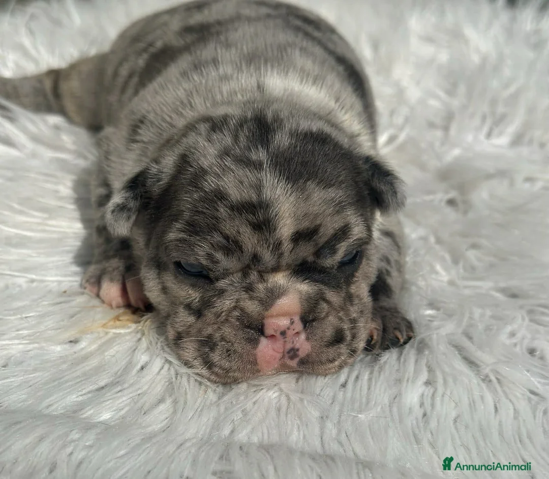 Bulldog Francese cani in vendita: Bulldog francesi cuccioli merle - Annuncio 2