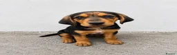 Meticcio cani in regalo: Isotta Daemon Isabel Cecilia Brio - Annuncio 2