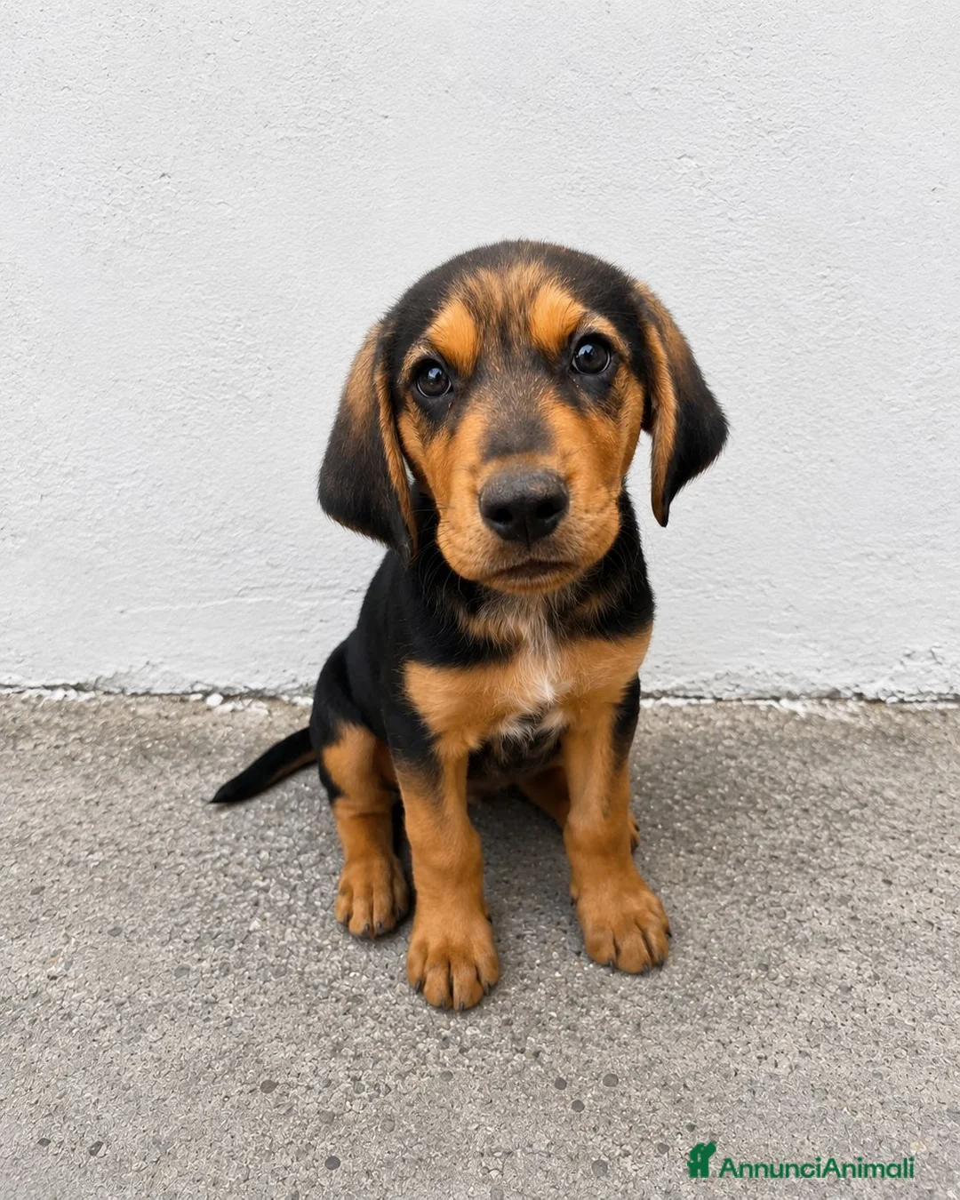 Meticcio cani in regalo: Isotta Daemon Isabel Cecilia Brio - Annuncio 2