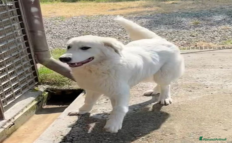 Pastore Maremmano cani - Annuncio 4