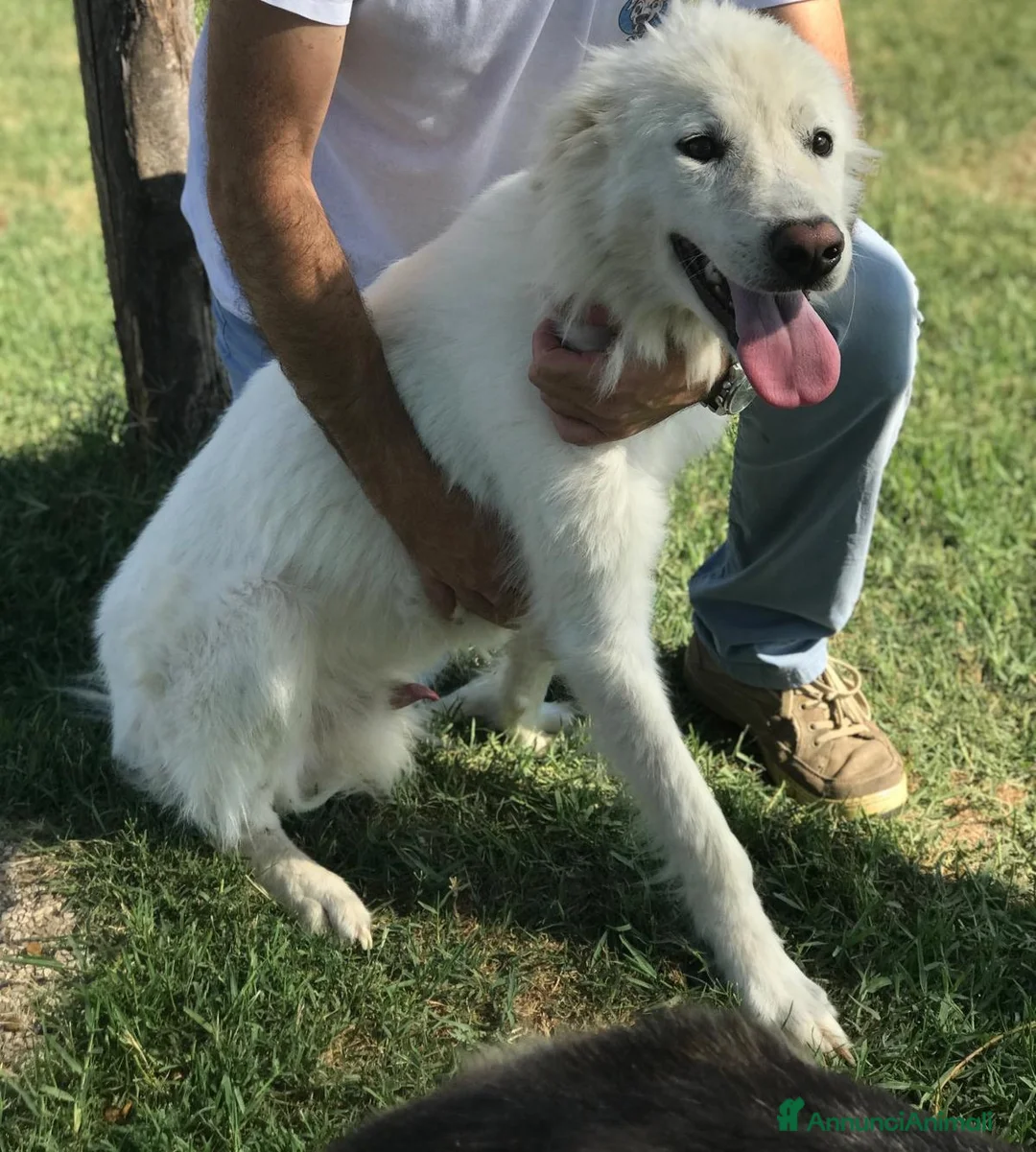 Pastore Maremmano cani in regalo:  OTONE giovanissimo  maremmano in canile a Provincia di Latina - Annuncio 3