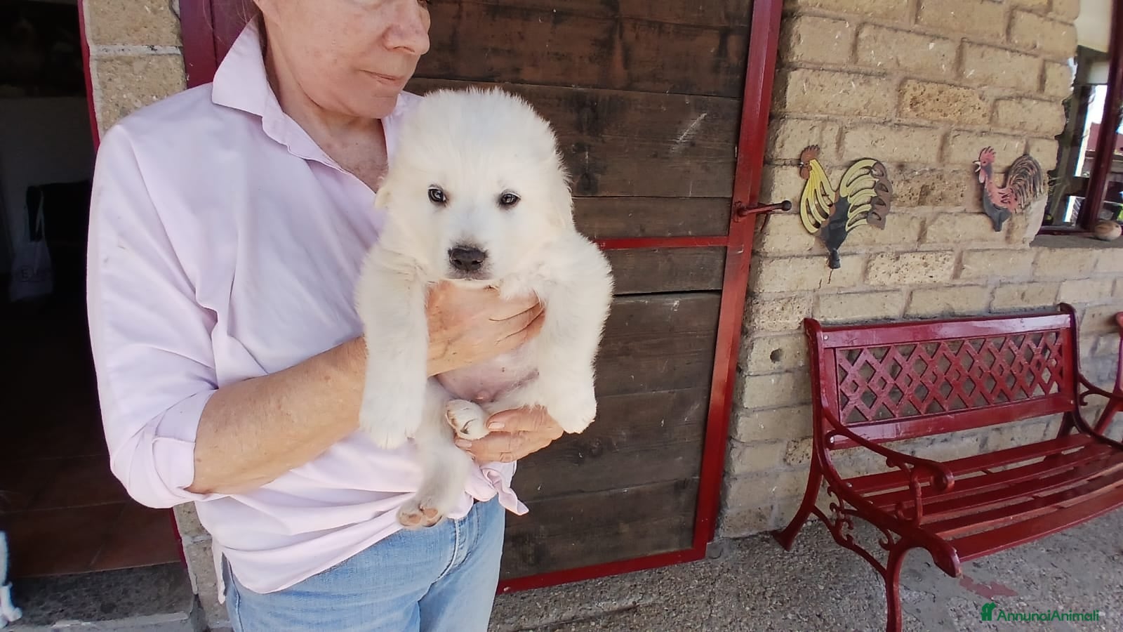 Meticcio cani IL DOLCISSIMO SAM CERCA LA SUA CASA PER LA VITA - Annuncio 23