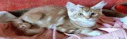 Maine Coon gatti in vendita: Maine Coon cucciola Red - Annuncio 7