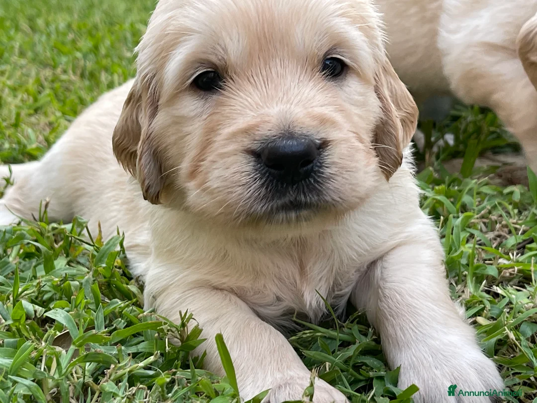 Immagine della galleria {{count}}