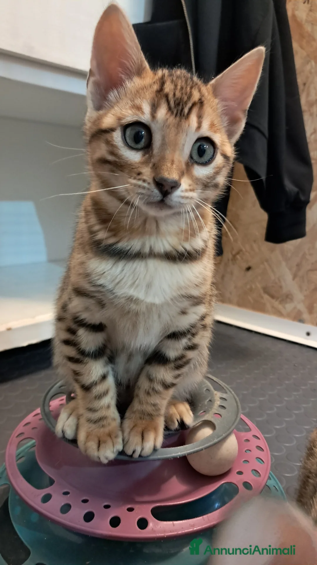 Bengala gatti in vendita: Cuccioli bengala con pedegree a Provincia di Parma - Annuncio 2