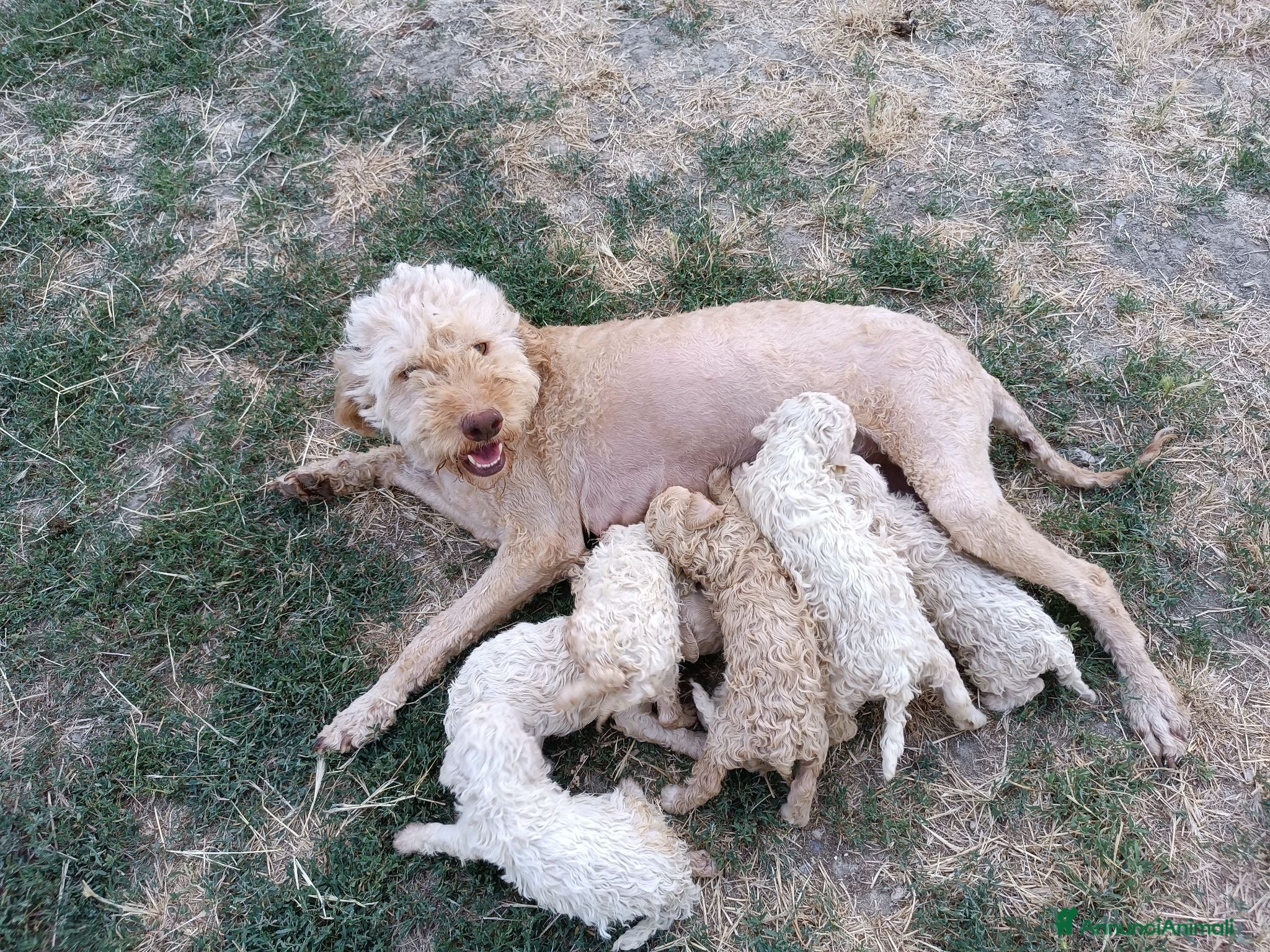 Lagotto cani Lagotti  - Annuncio 1