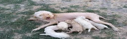 Lagotto cani in vendita: Lagotti  - Annuncio 1