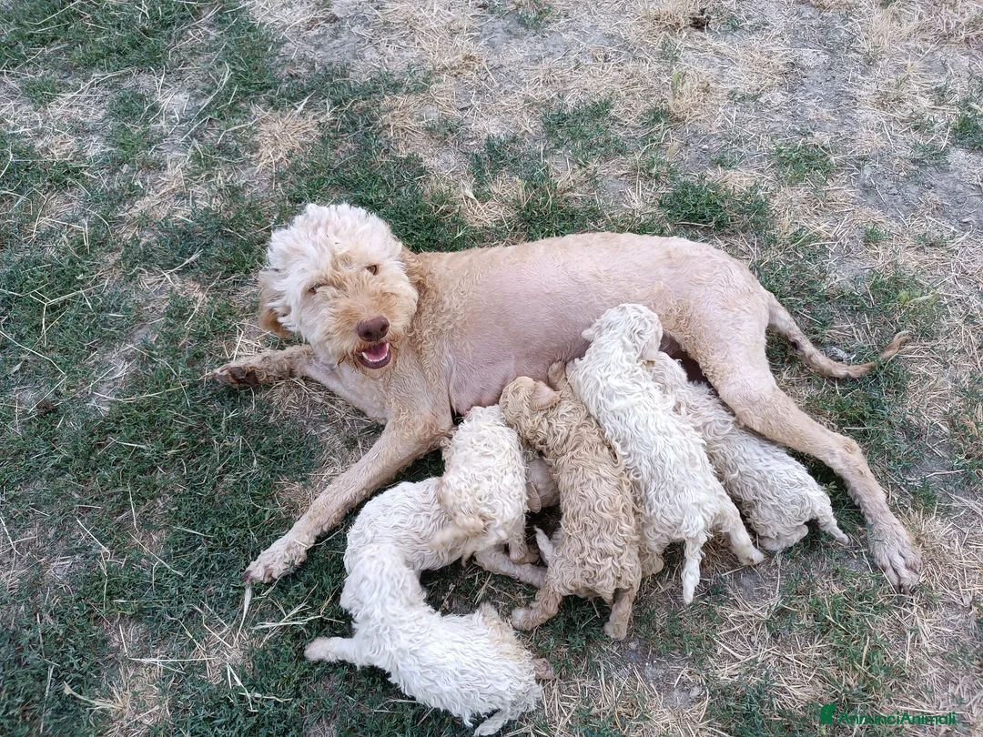 Lagotto cani in vendita: Lagotti  - Annuncio 1