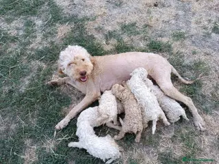Lagotto cani Lagotti - Annuncio 1