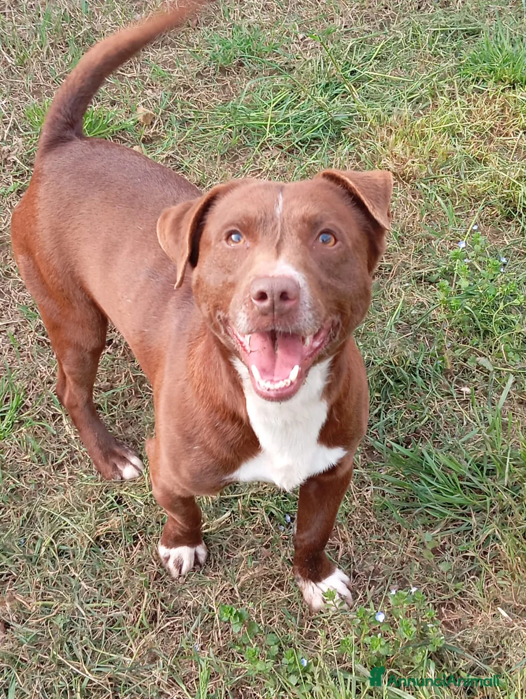 Meticcio cani in regalo: Charlie! (15kg-2 anni)  - Annuncio 2