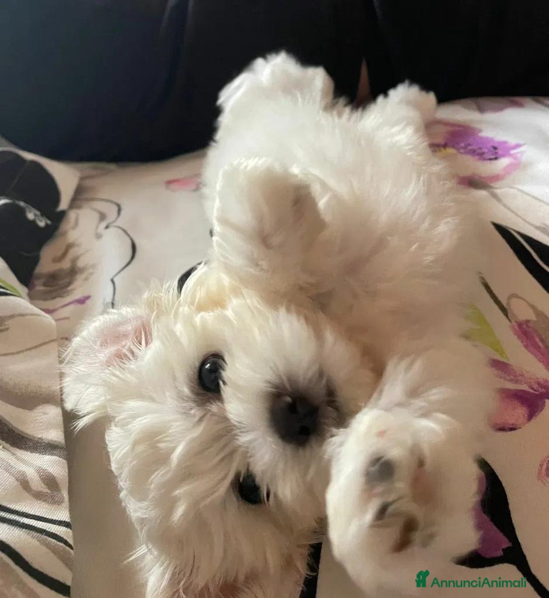 Maltese cani in vendita: Cuccioli di maltese - Annuncio 14