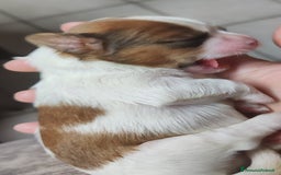 Shih Tzu cani in vendita: Cuccioli di shitzu a Provincia di Cuneo - Immagine 2