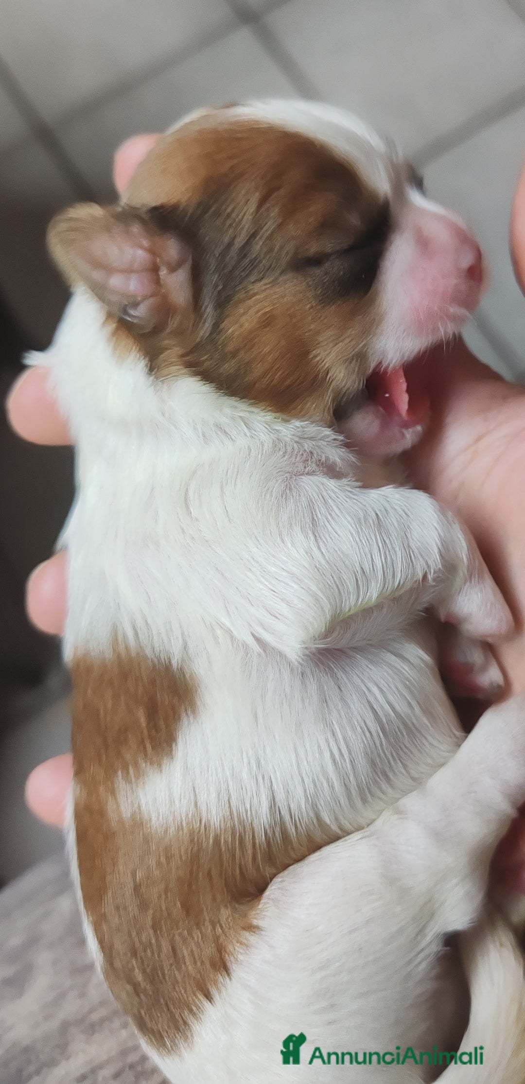 Shih Tzu cani in vendita: Cuccioli di shitzu a Provincia di Cuneo - Immagine 2