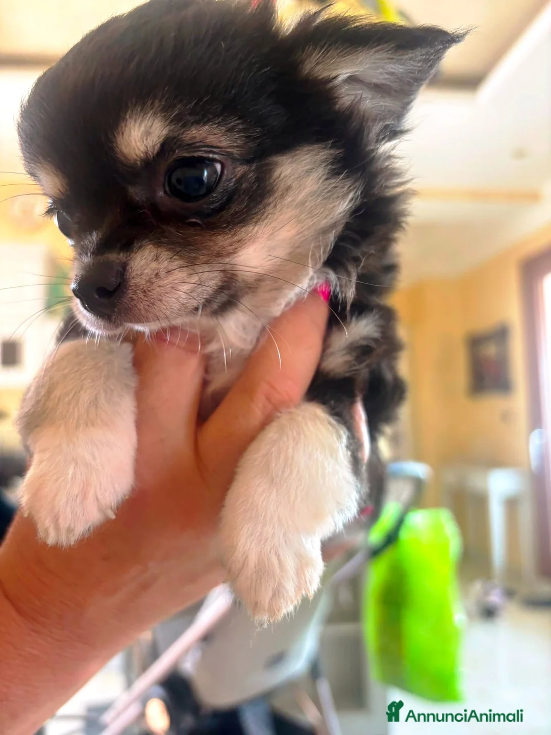 Chihuahua cani in vendita: CHIHUAHUA PELO LUNGO a Provincia di Brindisi - Annuncio 3