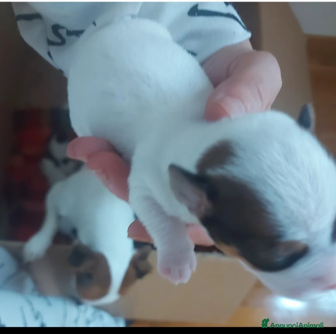 Jack Russell cani in vendita: Gek Russel toy  piccolissimi   - Annuncio 2