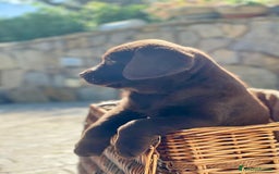 Labrador cani in vendita: Meraviglioso cucciolo di labrador chocolate puro a Città metropolitana di Palermo - Immagine 27