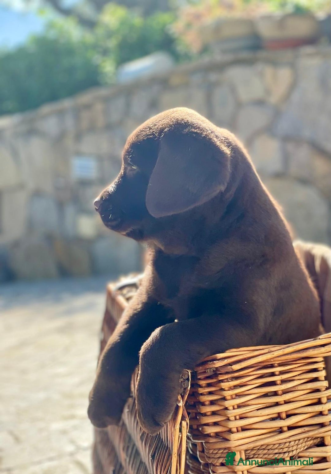 Labrador cani in vendita: Meraviglioso cucciolo di labrador chocolate puro a Città metropolitana di Palermo - Immagine 27