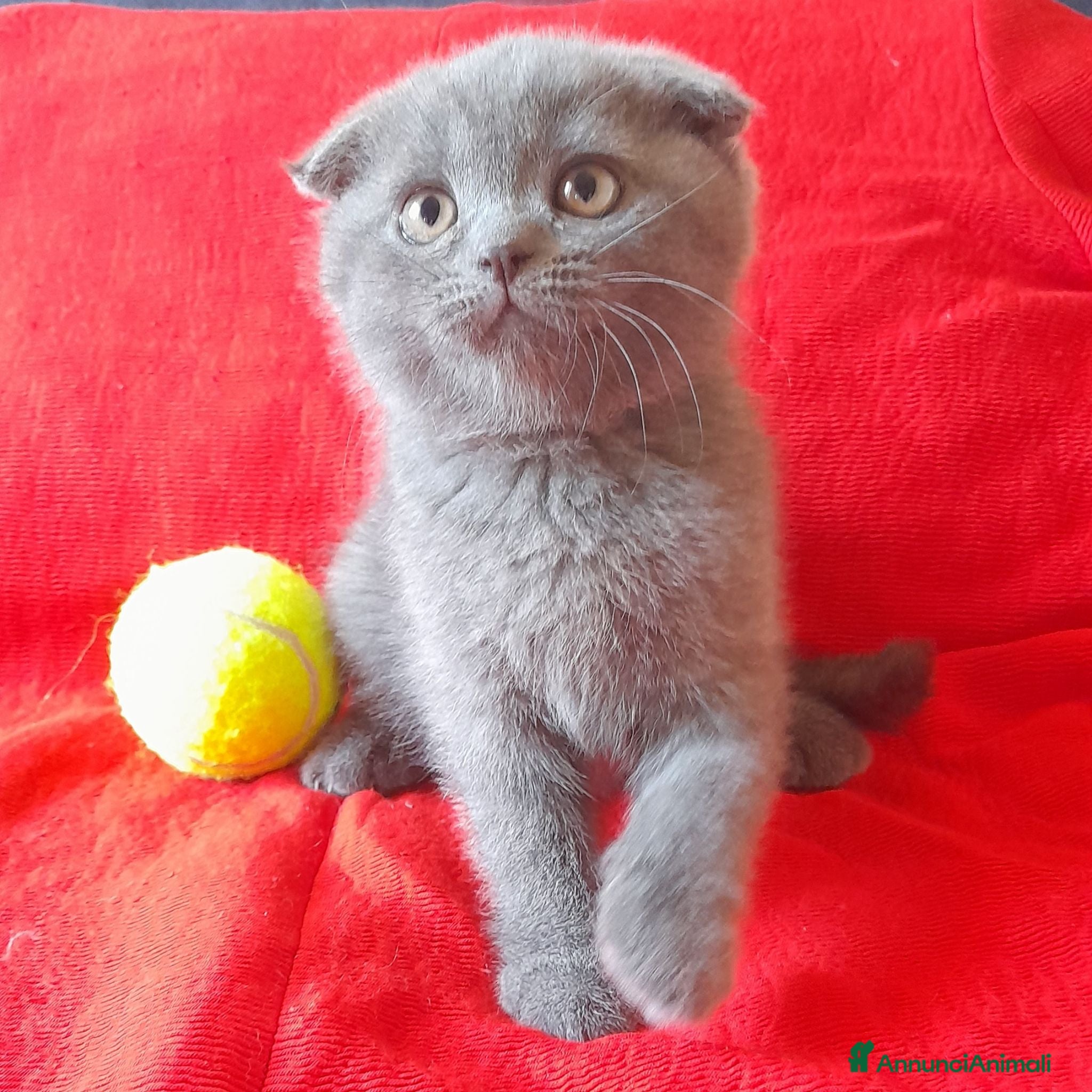 Scottish gatti Cucciolo Scottish fold  - Annuncio 2