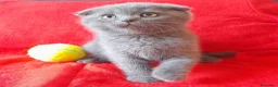 Scottish gatti in vendita: Cucciolo Scottish fold  - Annuncio 1