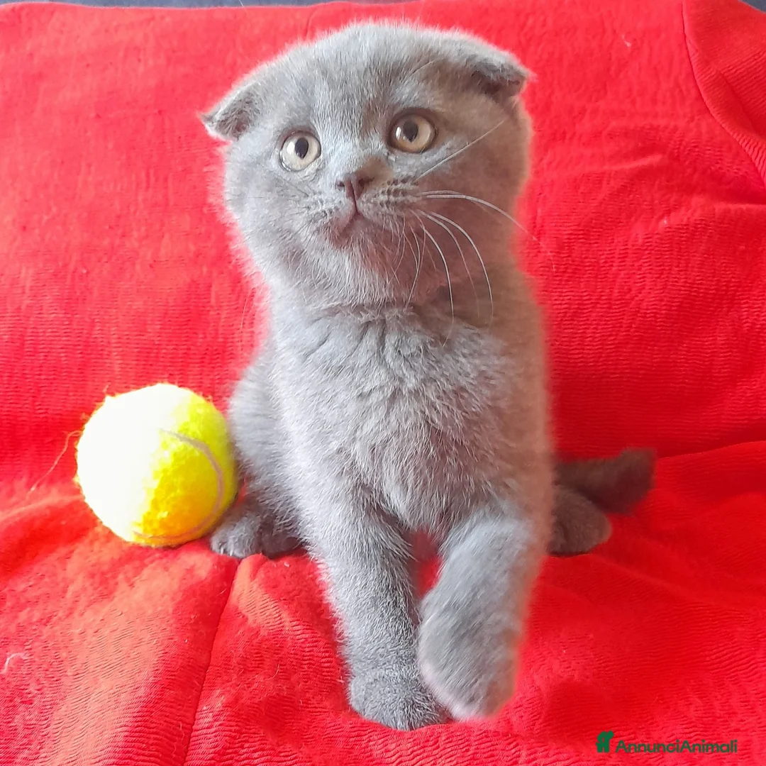 Scottish gatti in vendita: Cucciolo Scottish fold  - Annuncio 1