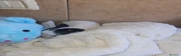 Chihuahua cani in vendita: Chihuahua toy  a Città metropolitana di Milano - Annuncio 3