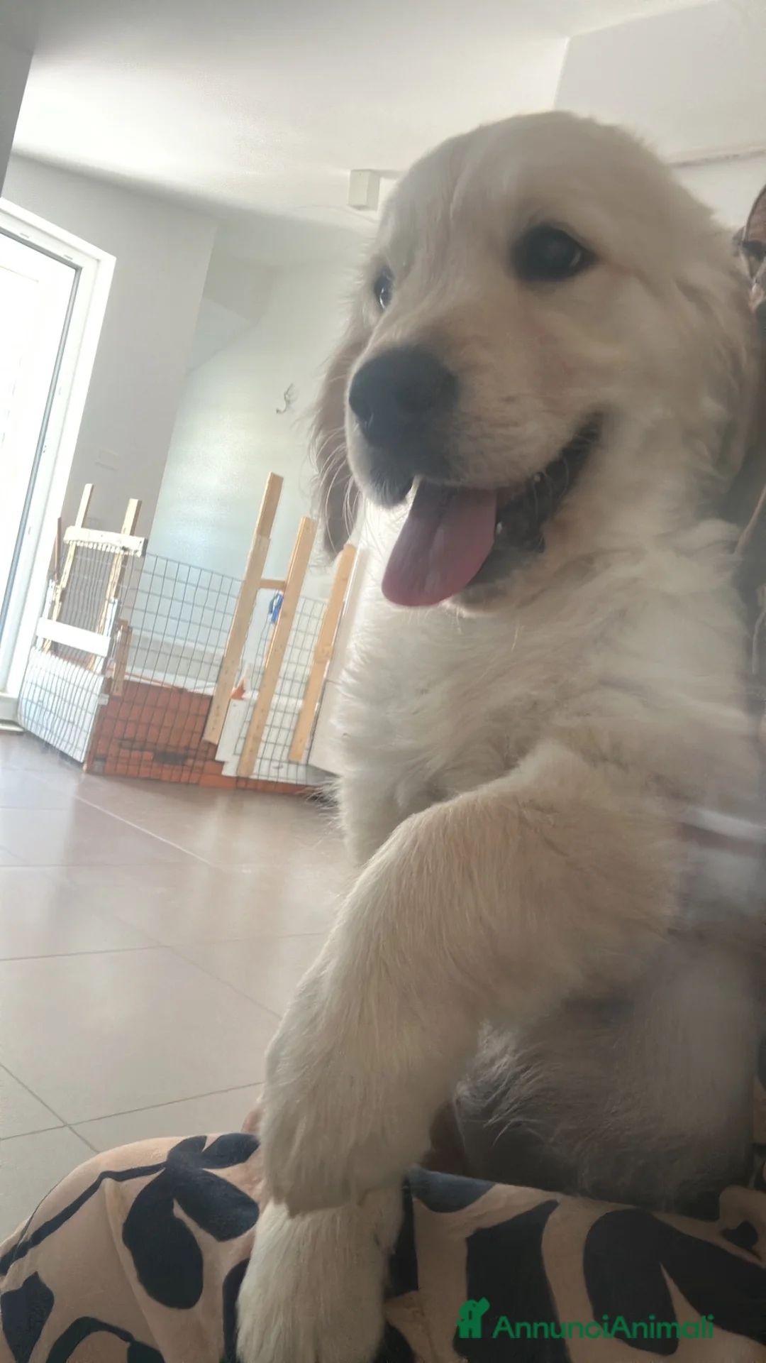 Golden Retriever cani in vendita: Cuccioli di Golden Retrivier  - Annuncio 7