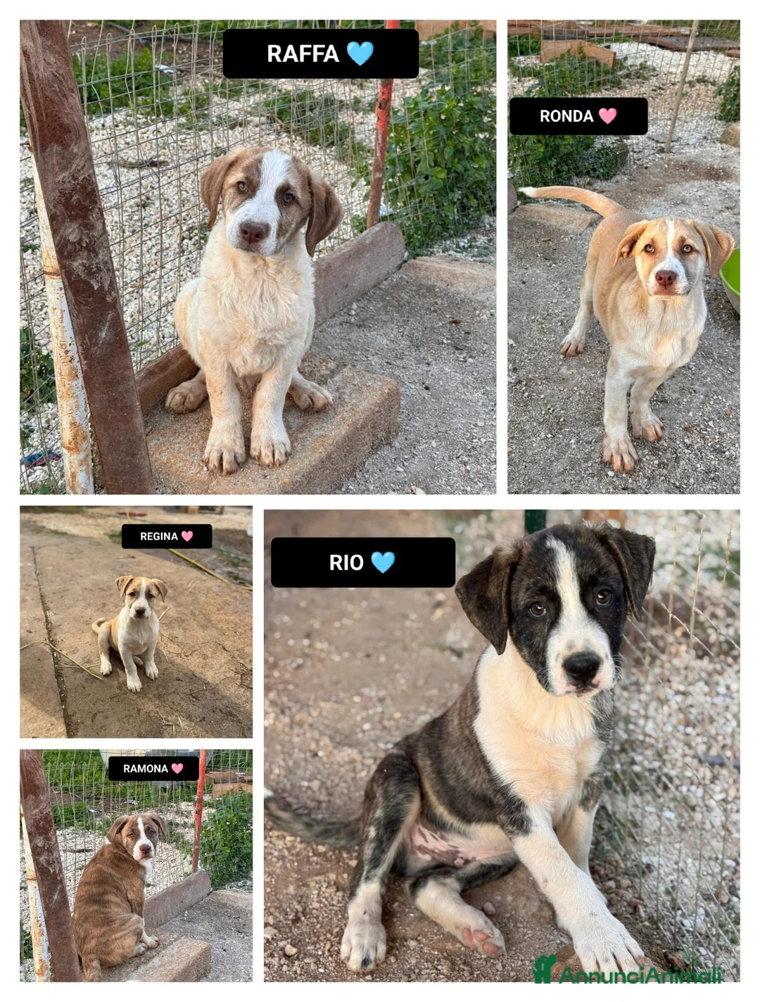 Altre razze cani in regalo: RAMONA, RAFFA, RIO, REGINA E RONDA - Annuncio 1
