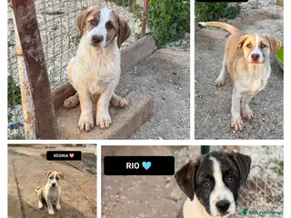 Altre razze cani RAMONA, RAFFA, RIO, REGINA E RONDA - Annuncio 12