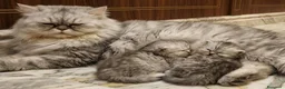 Persiano gatti in vendita: Gattino maschio - Annuncio 1